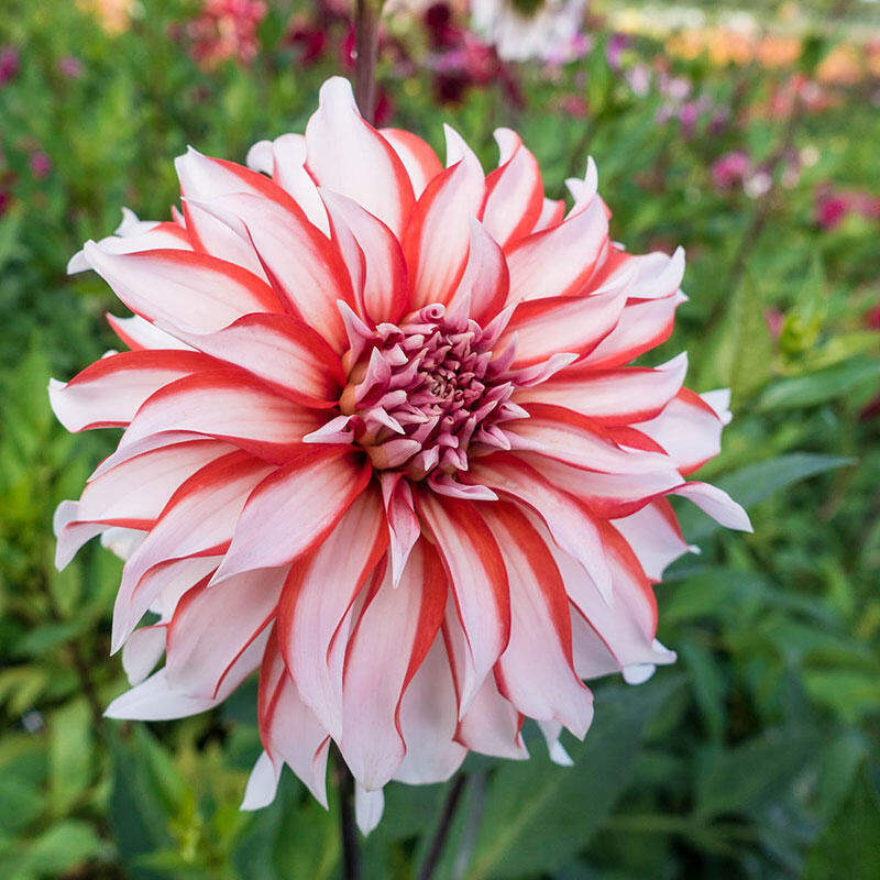 Santa Claus Dinnerplate Dahlia Red and White Dinnerplate Dahlia Breck's