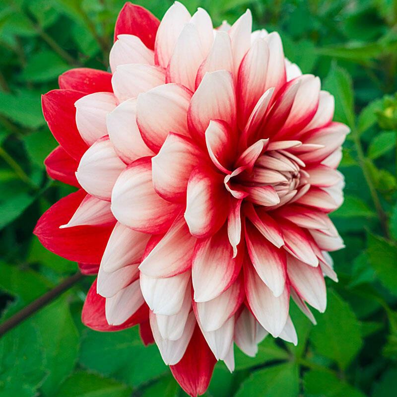 Larry's Love Dahlia Brecks Premium Bulbs