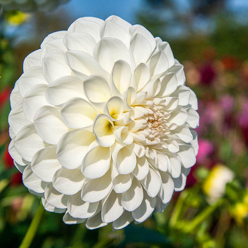 Boom Boom White Dahlia Brecks Premium Bulbs