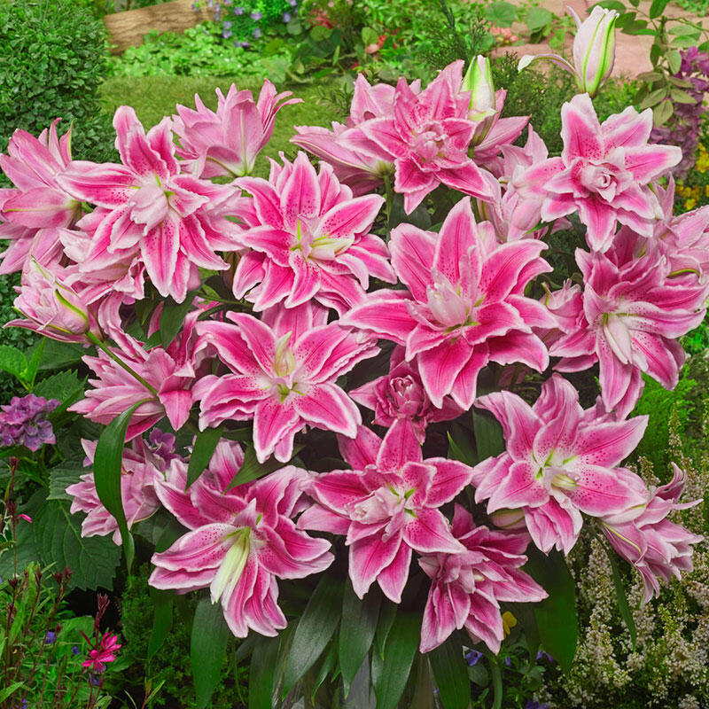 Buy Lilies Isabella Roselily Breck's