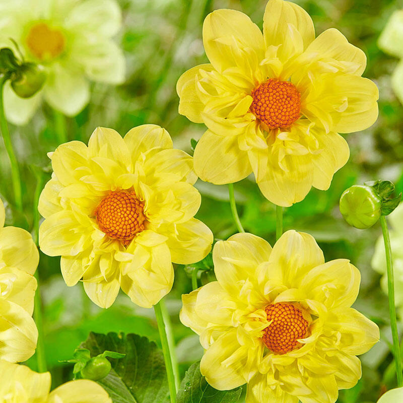 Buy Yellow Bird Dahlia Online Collarette Dahlias Breck's