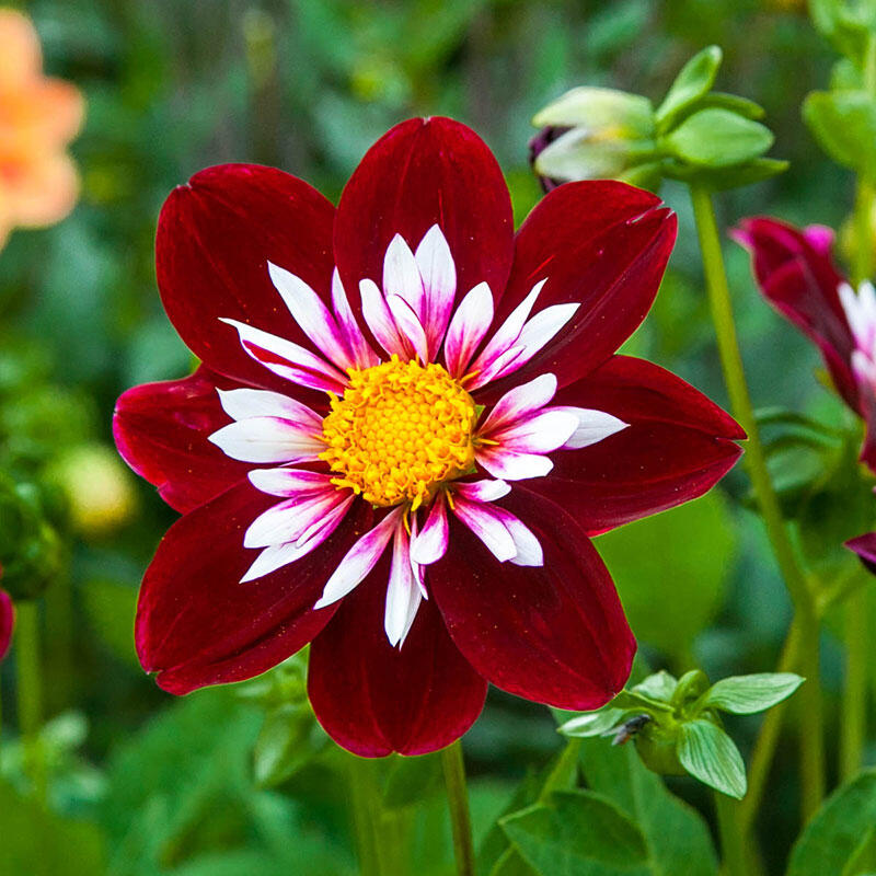 Night Butterfly Dahlia Brecks Premium Bulbs