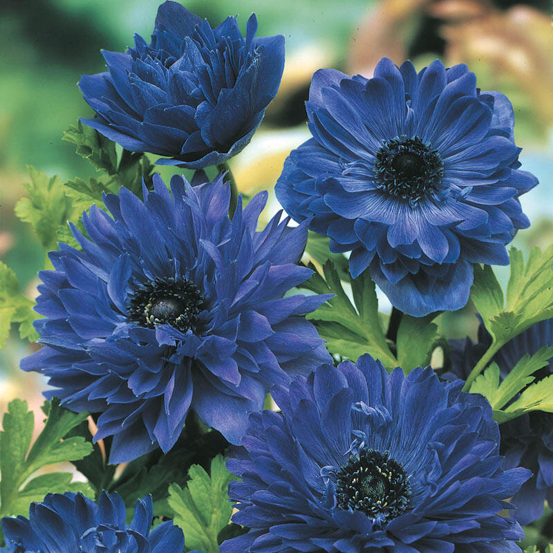 Blue Daisy Anemone Buy Online Breck's