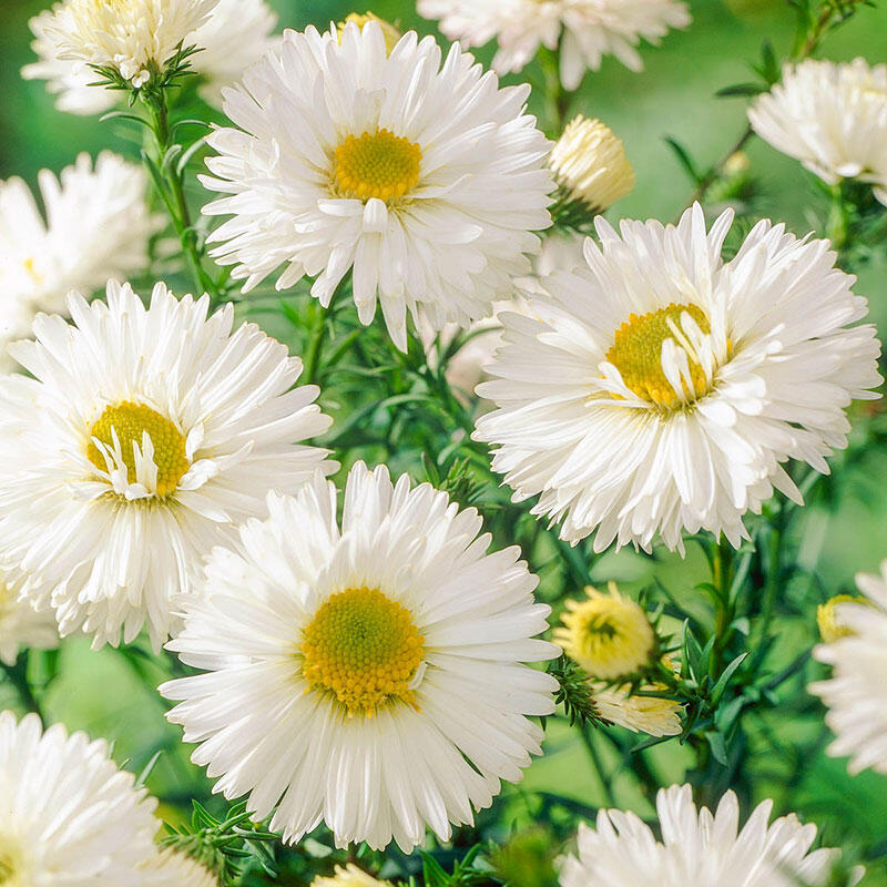White Ladies Belgian Aster Buy Online Breck's
