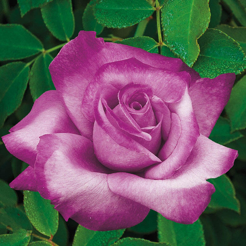 Fragrant Plum Grandiflora Rose Brecks Premium Bulbs