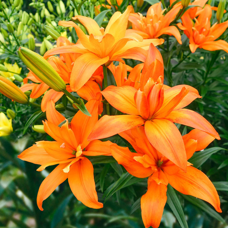 Buy Pollen Free Scoubidou Double Asiatic Lily Breck's