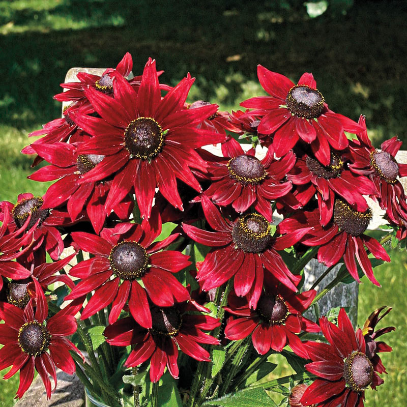 Cherry Brandy Rudbeckia Rudbeckia Plants for Sale Breck's