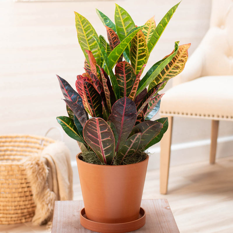 Petra Croton Codiaeum Houseplants Breck's