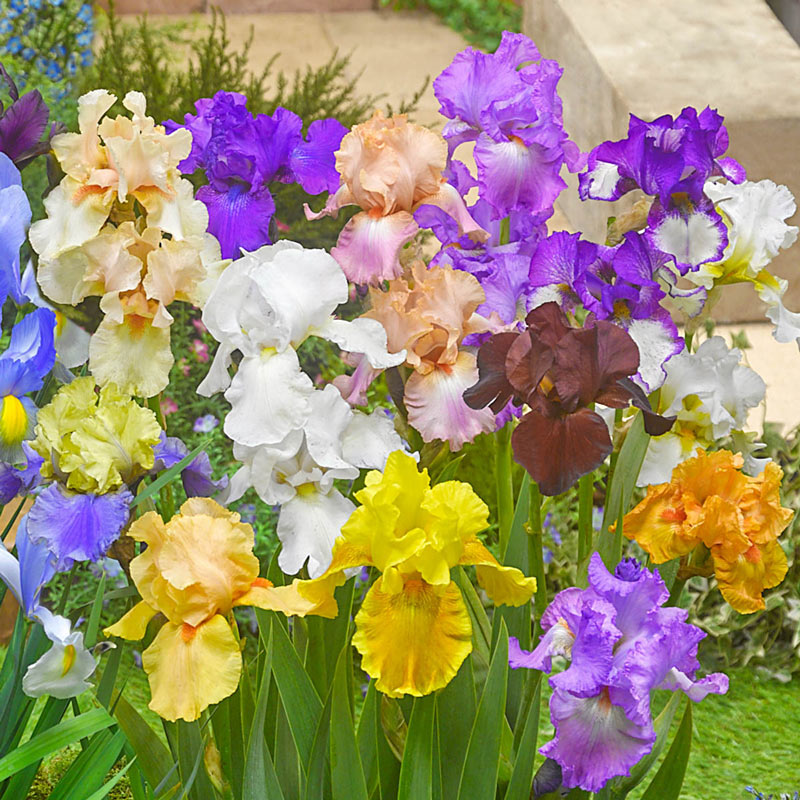 Best Bet Reblooming German Iris Plants Telegraph