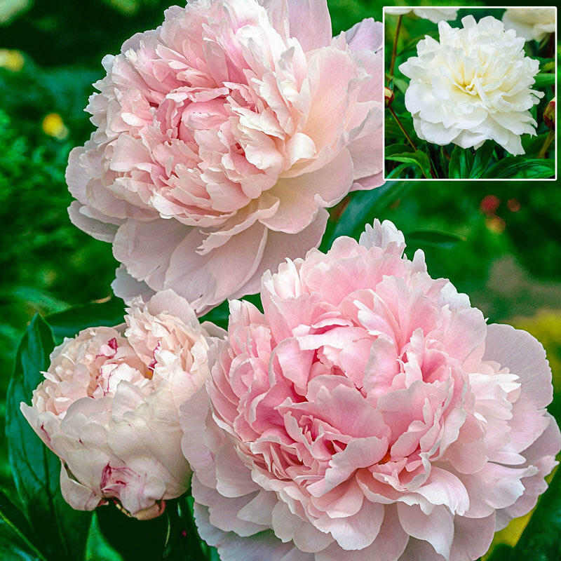 White Peony Plants Near Me Where To Buy Peony Plants Or Bulbs Online Top 50 Stores Garden Tabs