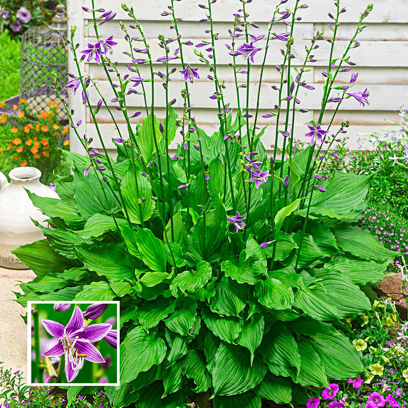 Purple Sensation Hosta Breck's