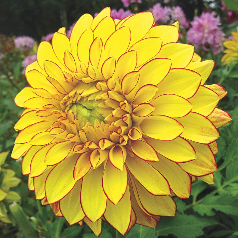 Lake Ontario Dahlia Breck's