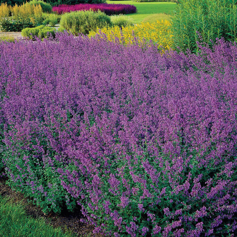 Catmint Walkers Low Breck's