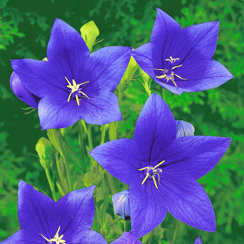Shop Balloon Flower Blue Breck's