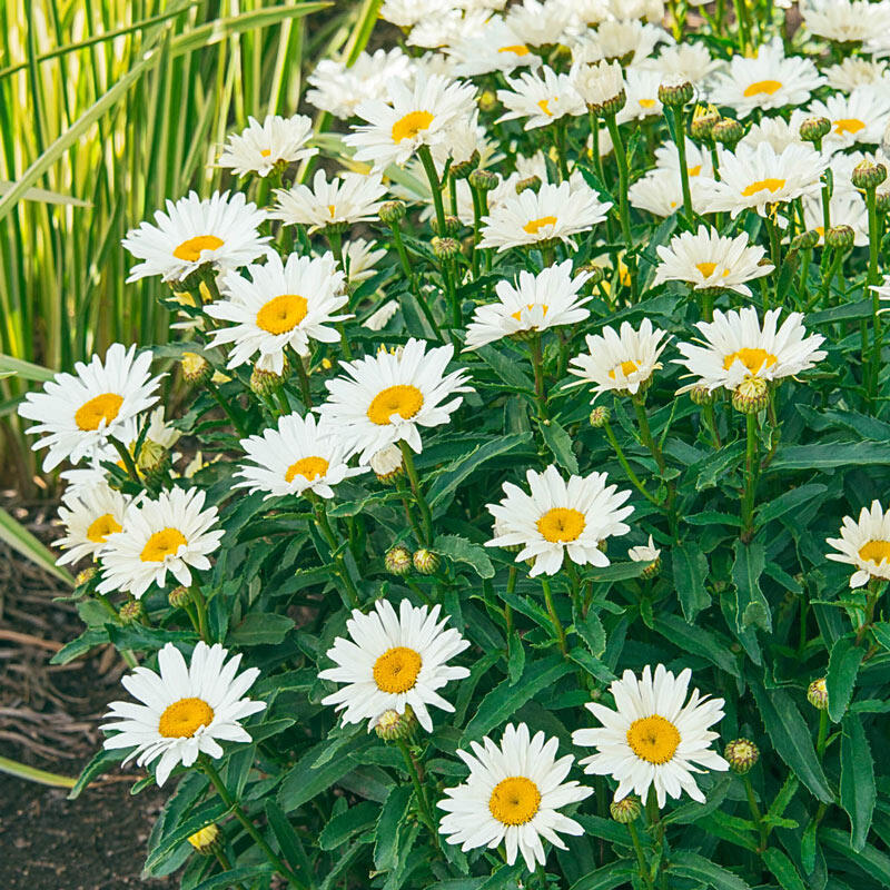 Shop Alaska Shasta Daisy Online Sun Perennials Breck's