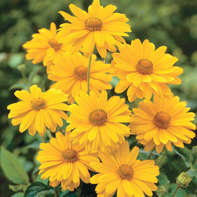 Venus False Sunflower Breck's