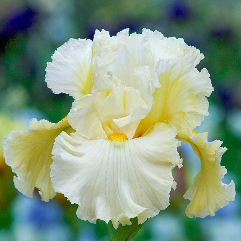 Shop Cloud Dweller Bearded Iris Sun Perennials Breck's