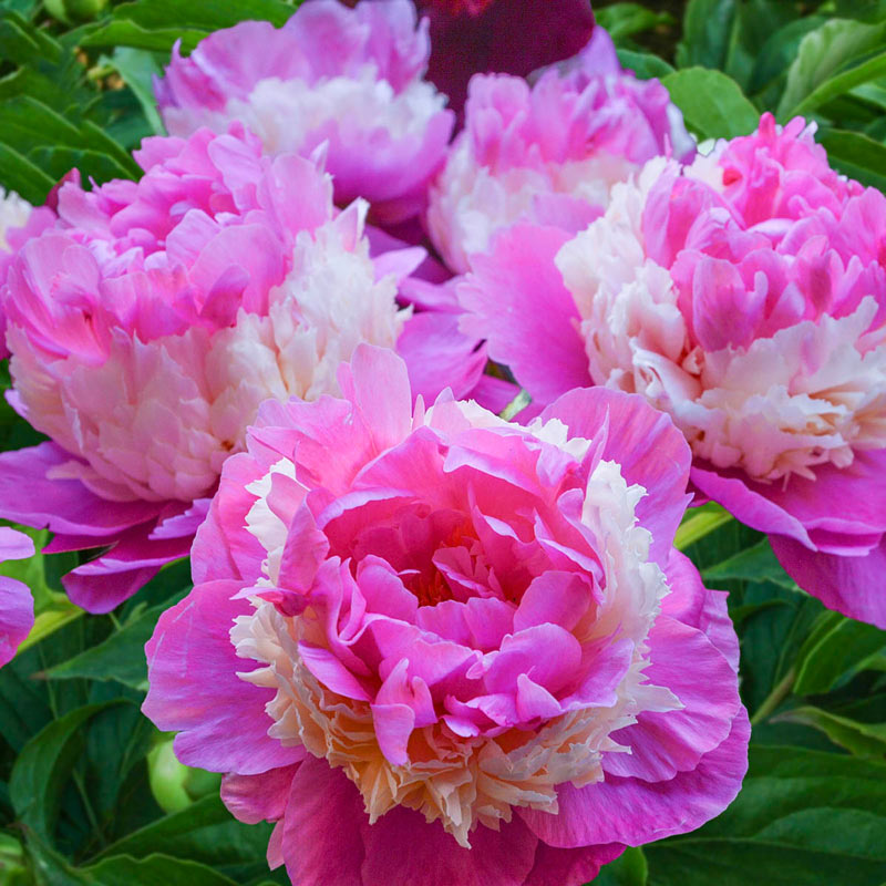 Sorbet Peony Buy Online Breck's