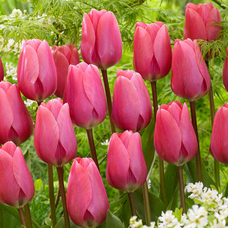 Big Love Tulip Brecks Premium Bulbs