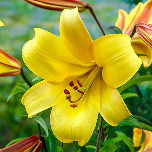 Yellow Trumpet Lily Brecks Premium Bulbs