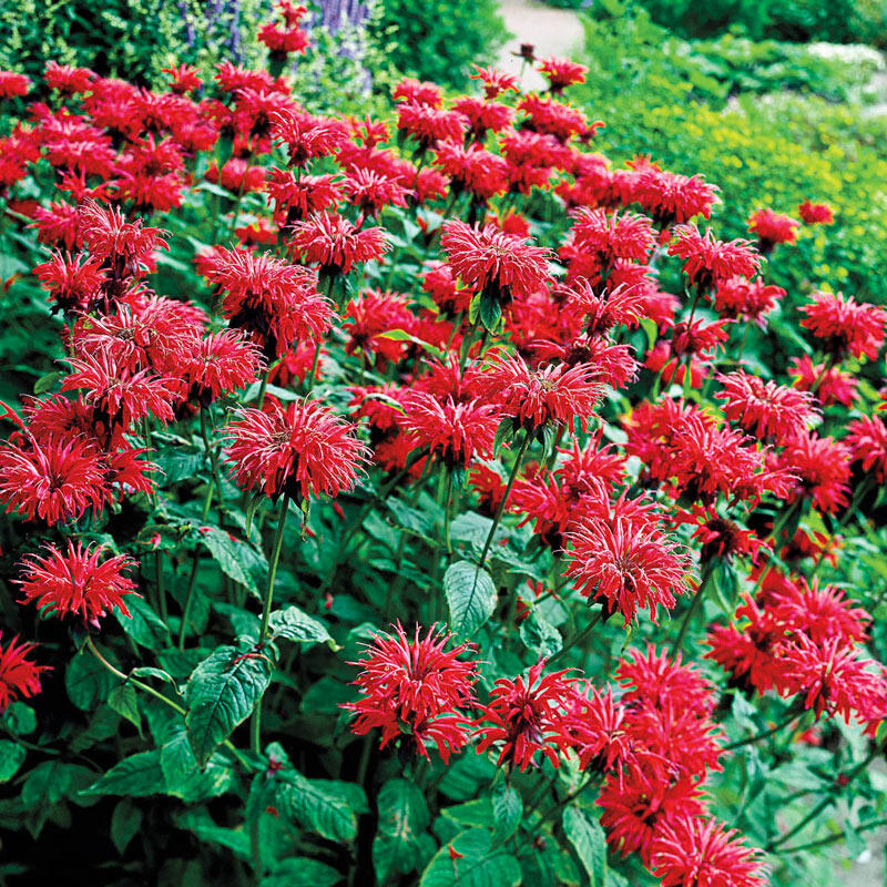 Buy Garden View Scarlet Bee Balm Breck's