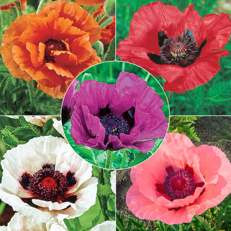 Breck's® Colourful Oriental Poppy Collection Brecks Premium Bulbs