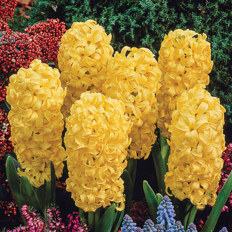 Buy City of Haarlem Hyacinth Breck's