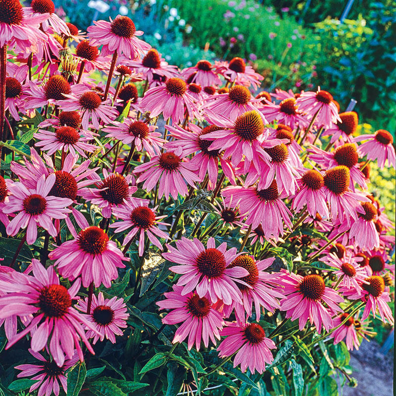 Shop Magnus Coneflower Breck's