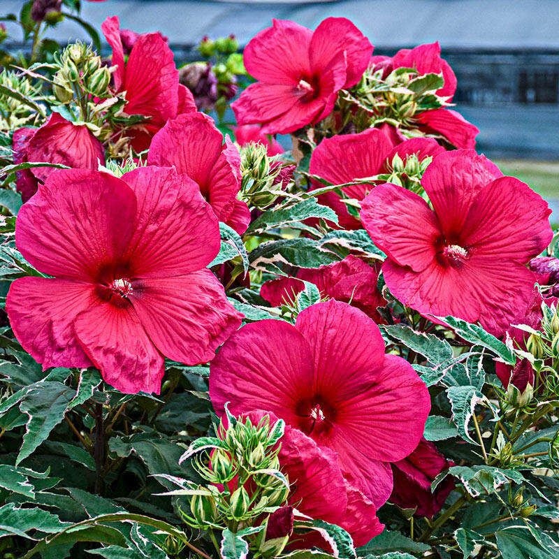 Summer Carnival Hibiscus Brecks Premium Bulbs
