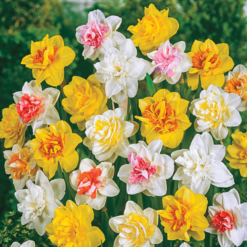 Double Daffodil Mixture Super Sak® Brecks Premium Bulbs