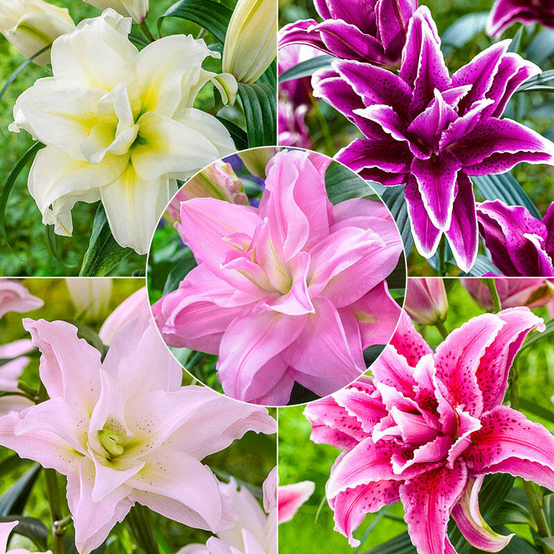 Roselily Collection Brecks Premium Bulbs