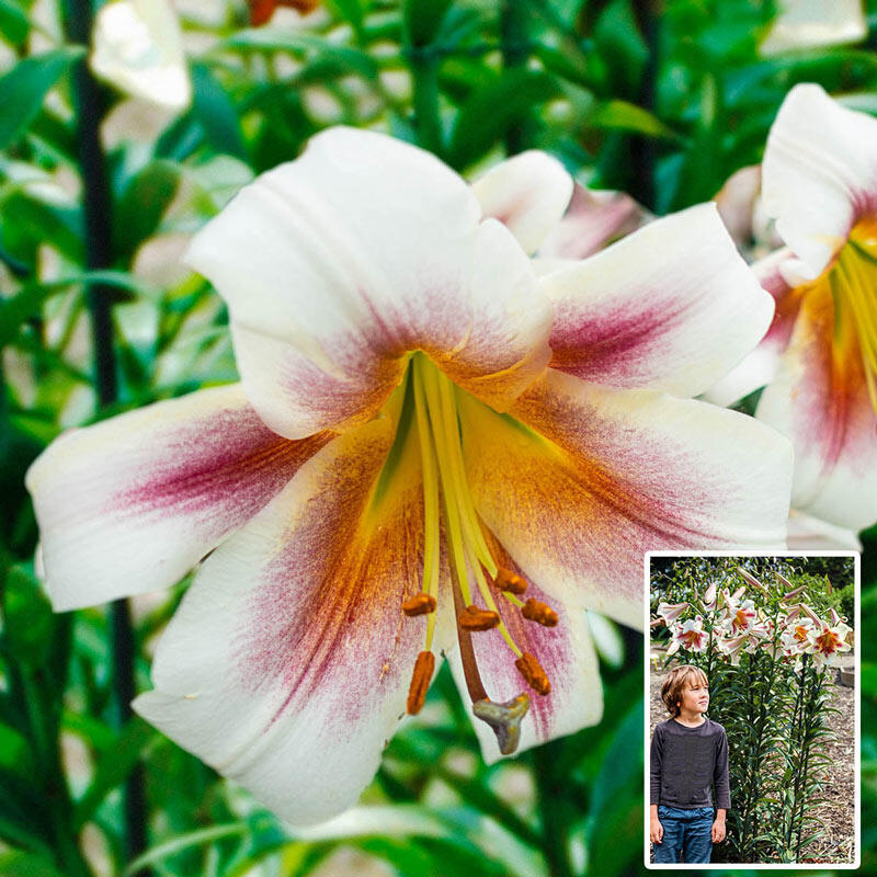 Buy Passion Moon Lily Tree Online Lily Trees Sale Breck's