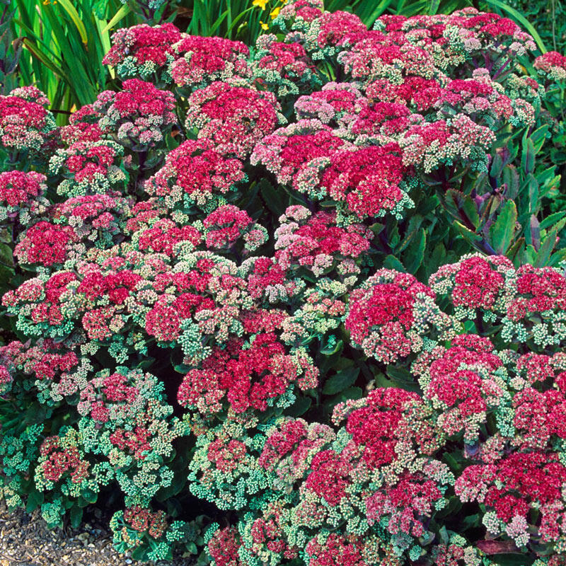 Buy Munstead Dark Red Sedum Sun Perennials Sale Breck's