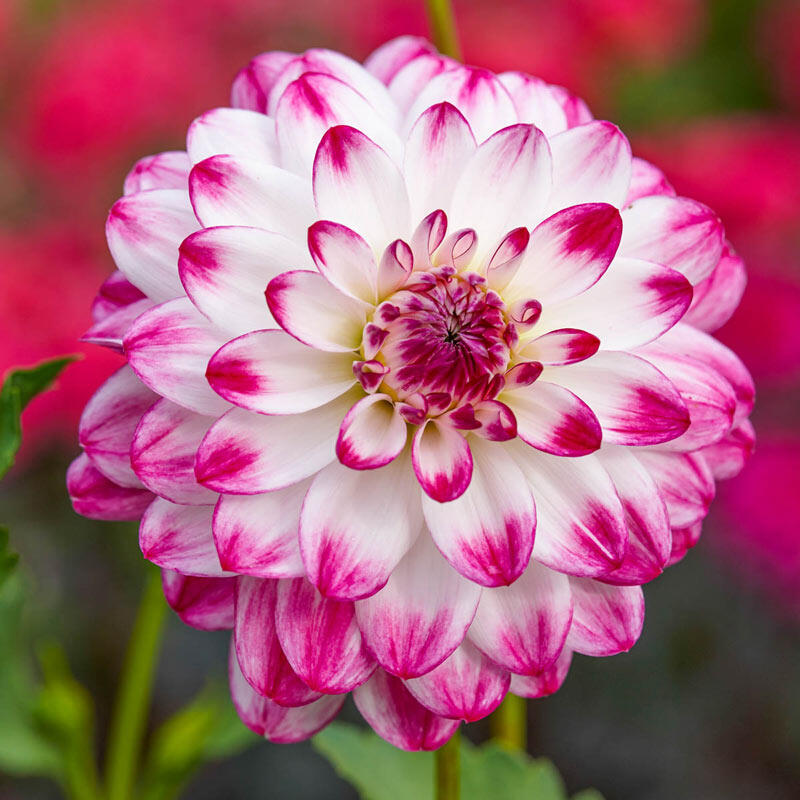 Ferncliff Duo Dahlia Brecks Premium Bulbs