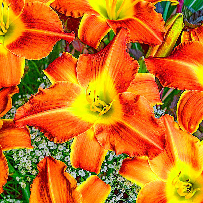 Buy Bright Sunset Daylily Sun Perennials for Sale Breck's