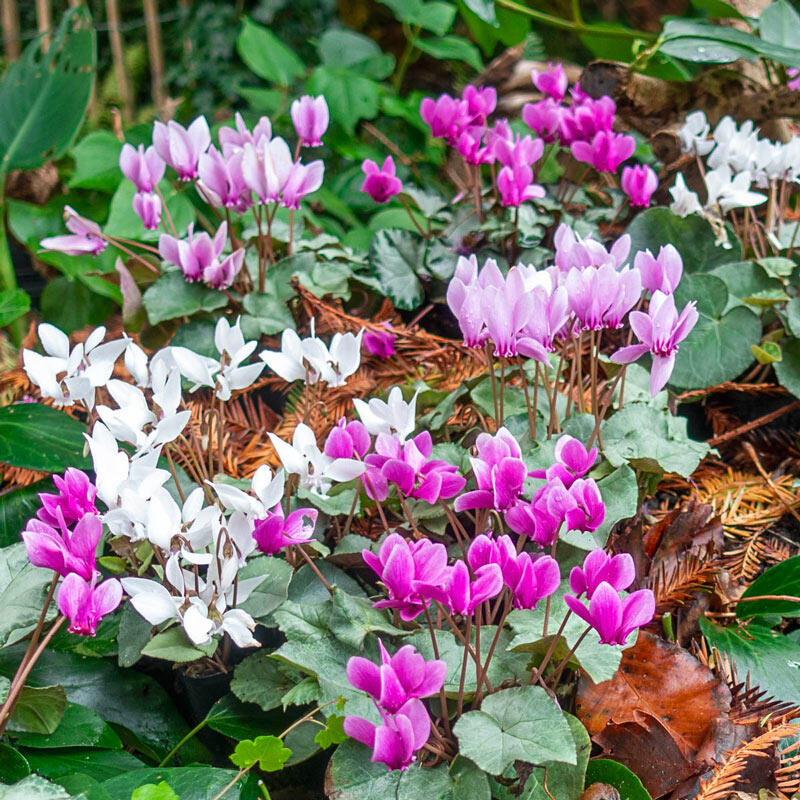 Buy Hardy Fall Blooming Silver Leaf Cyclamen Mixture Breck's
