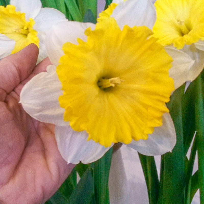 Buy Dinnerplate Daffodil Online Spring Bulbs Sale Breck's