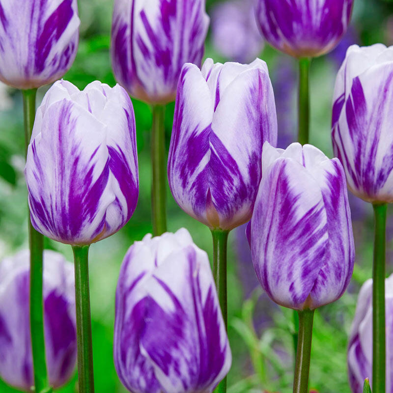 Shop Flaming Flag Tulip Spring Bulbs for Sale Breck's