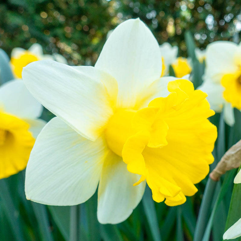 Buy Goblet Daffodil Great Deals on Spring Bulbs Breck's