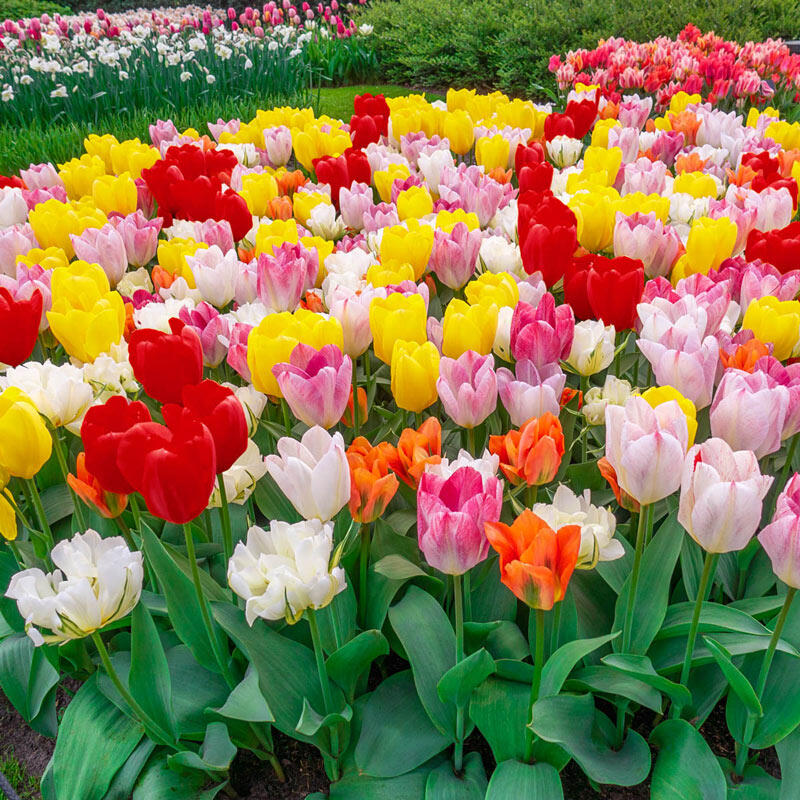 Buy Fosteriana Tulip Mixture Spring Bulbs Sale Breck's