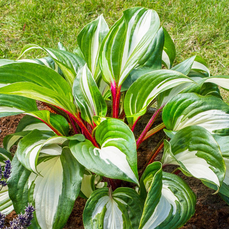 Raspberry Sundae Hosta Sale on Shade Perennials Breck's