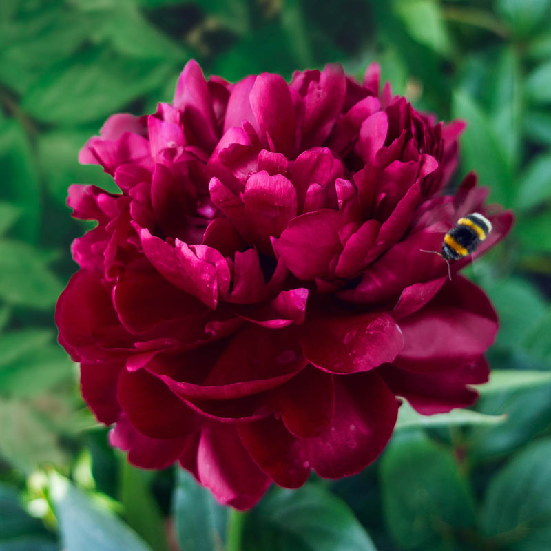 Shop Cherry Hill Peony Sun Perennials for Sale Breck's