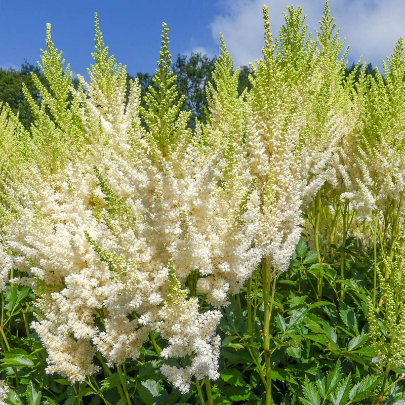 White Gloria Astilbe Buy Astilbe Plants Online Breck's