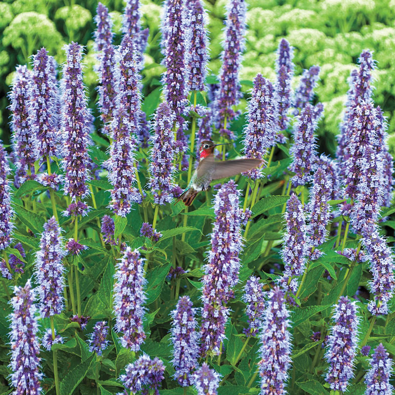 Blue Fortune Anise Hyssop Brecks Premium Bulbs