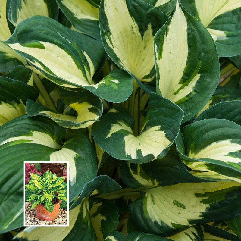 Colored Hulk Hosta Shop Hostas Breck's