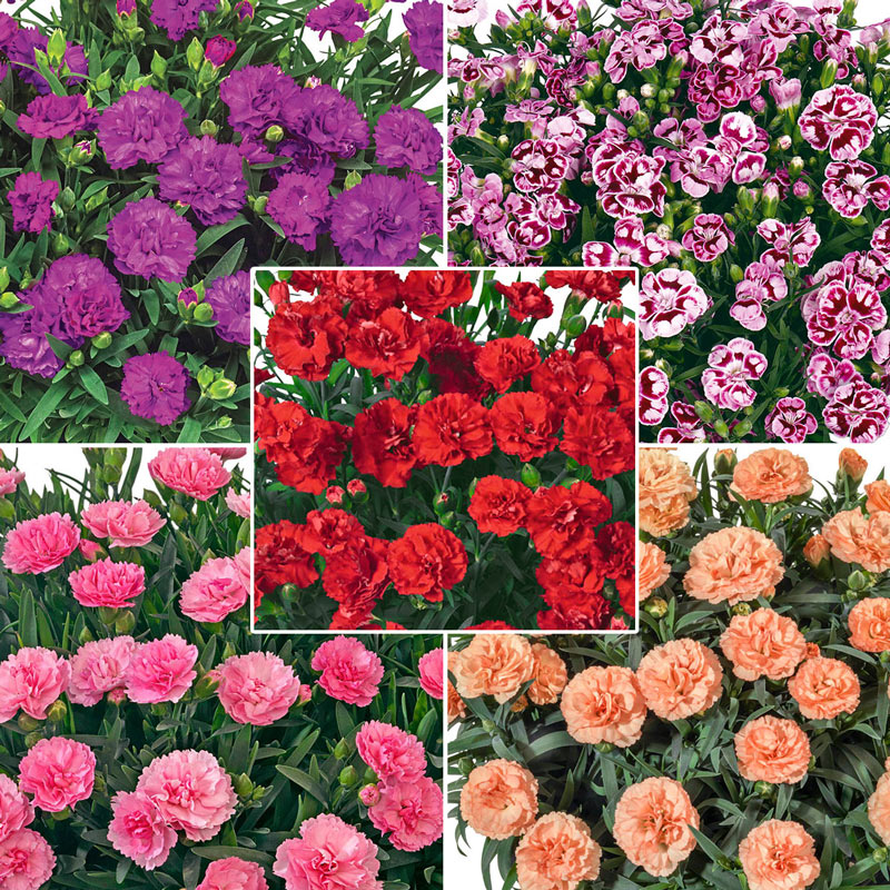 Buy Fragrant Carnation Collection Sun Perennials Breck's