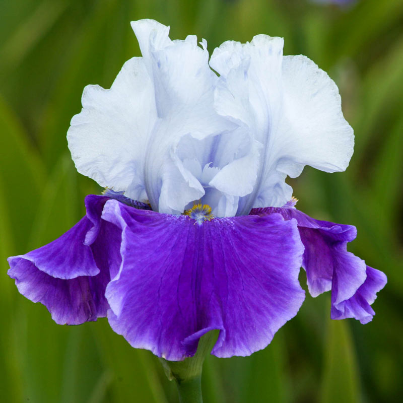 Snow Melt Reblooming Bearded Iris Irises for Sale Breck's