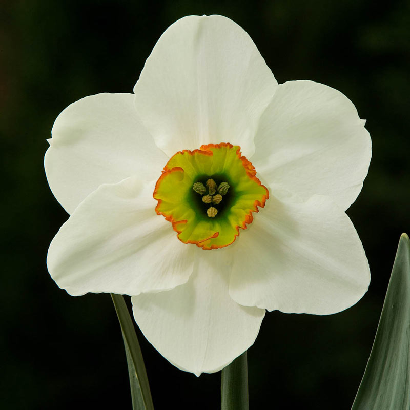 Goose Green Daffodil Brecks Premium Bulbs