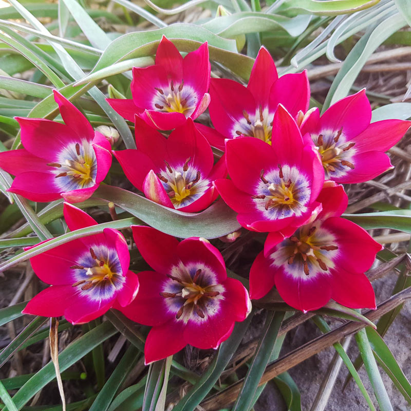 Buy Tiny Timo Tulip Online Wild Tulips for Sale Breck's
