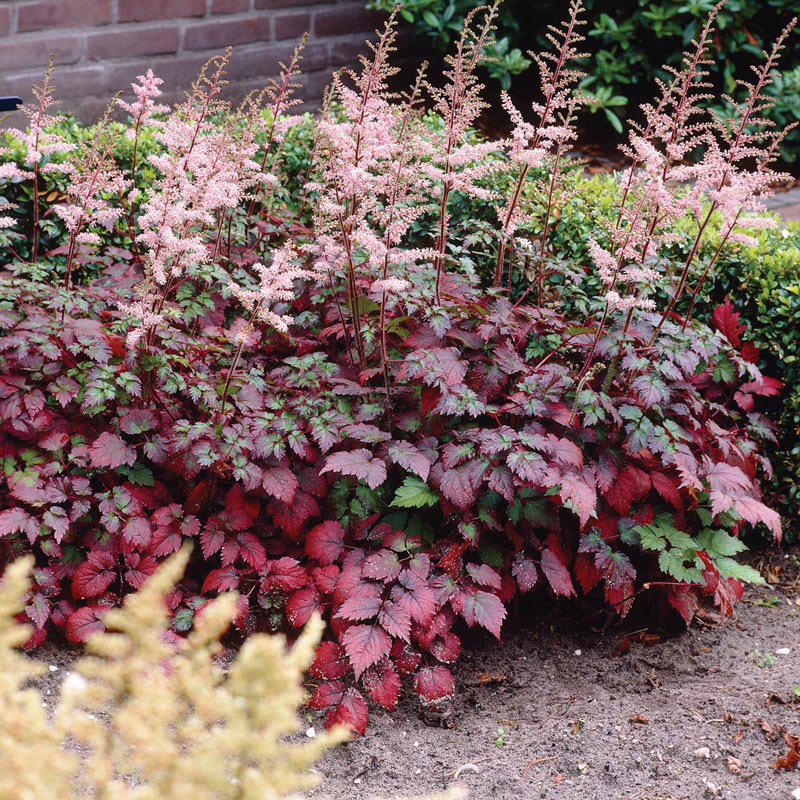 Color Flash Astilbe Shop Perennials Save at Breck's